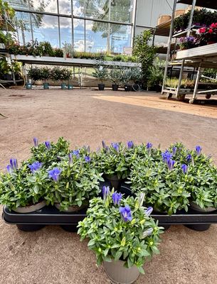 Gentiana 'Diana' (Gentiaan) 4 voor €10 OP=OP