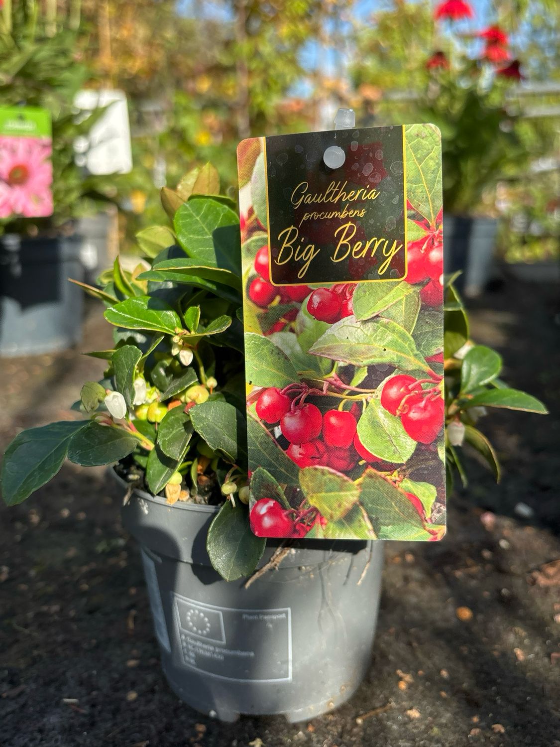 Gaultheria Big Berry (Bergthee) 4 voor €10 OP=OP