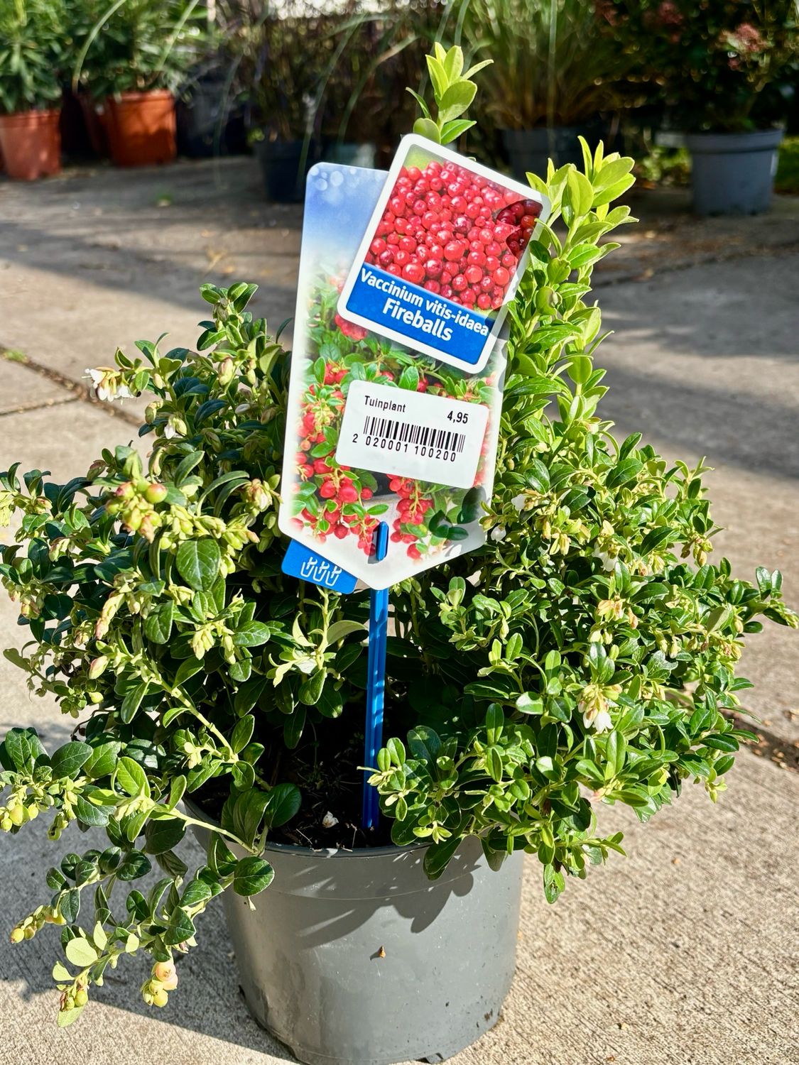 Vaccinium vitis idea fireballs (Vossenbes) OP=OP