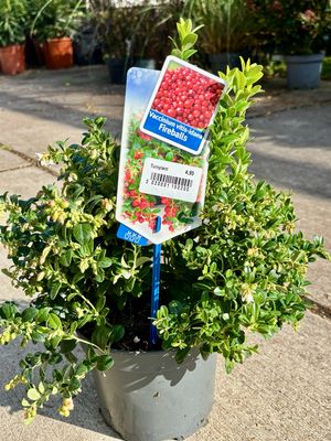 Vaccinium vitis idea fireballs (Vossenbes) OP=OP