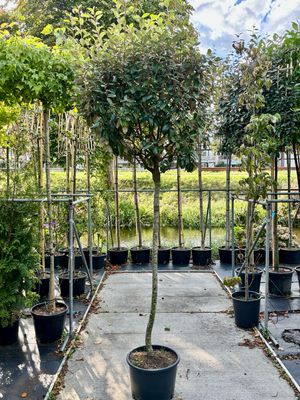 Elaeagnus (Olijfwilg)  op stam OP=OP