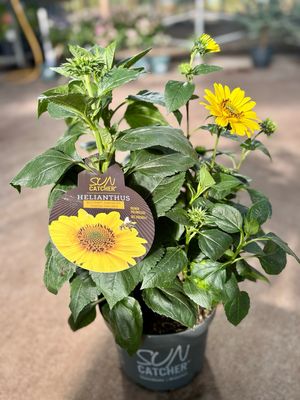 Helianthus Suncatcher Puur Goud (Zonnebloem winterhard) OP=OP