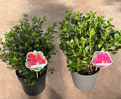 Rhododendron obtusum 'Fridoline'/Rhododendron obtusum Rosa (Kleinblijvende Rhododendron) OP=OP