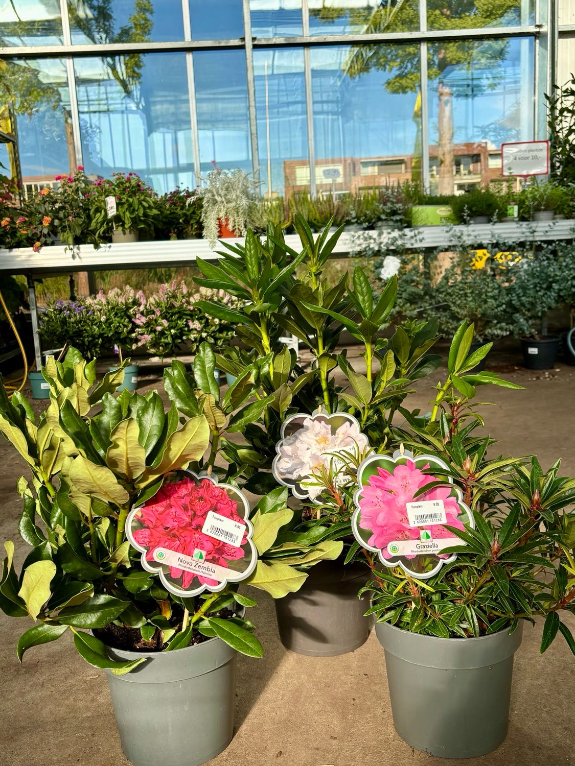Rhododendron (Rododendron) verschillende  soorten OP=OP