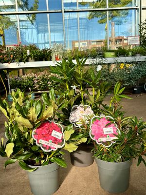 Rhododendron (Rododendron) verschillende  soorten OP=OP