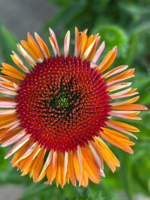 Echinacea (Zonnehoed) Verschillende Kleuren OP=OP