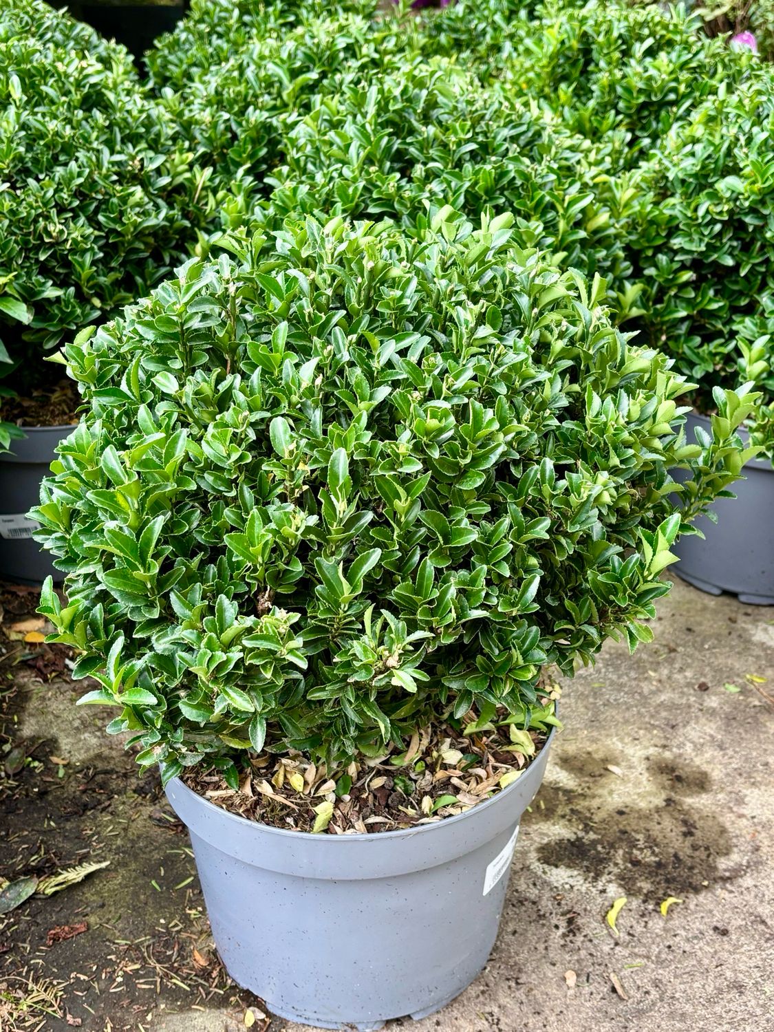 Euonymus japonicus ‘Green Spire’ (Kardinaalsmuts) bol OP=OP