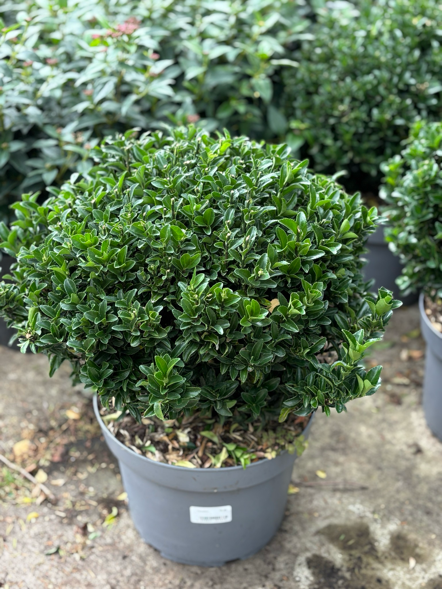 Euonymus japonicus ‘Green Spire’ (Kardinaalsmuts) bol OP=OP