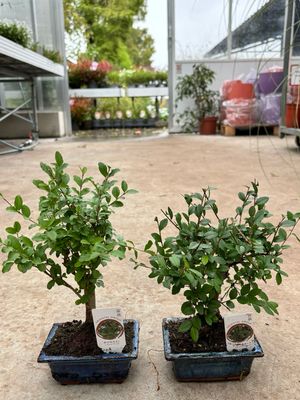 Bonsai OP=OP