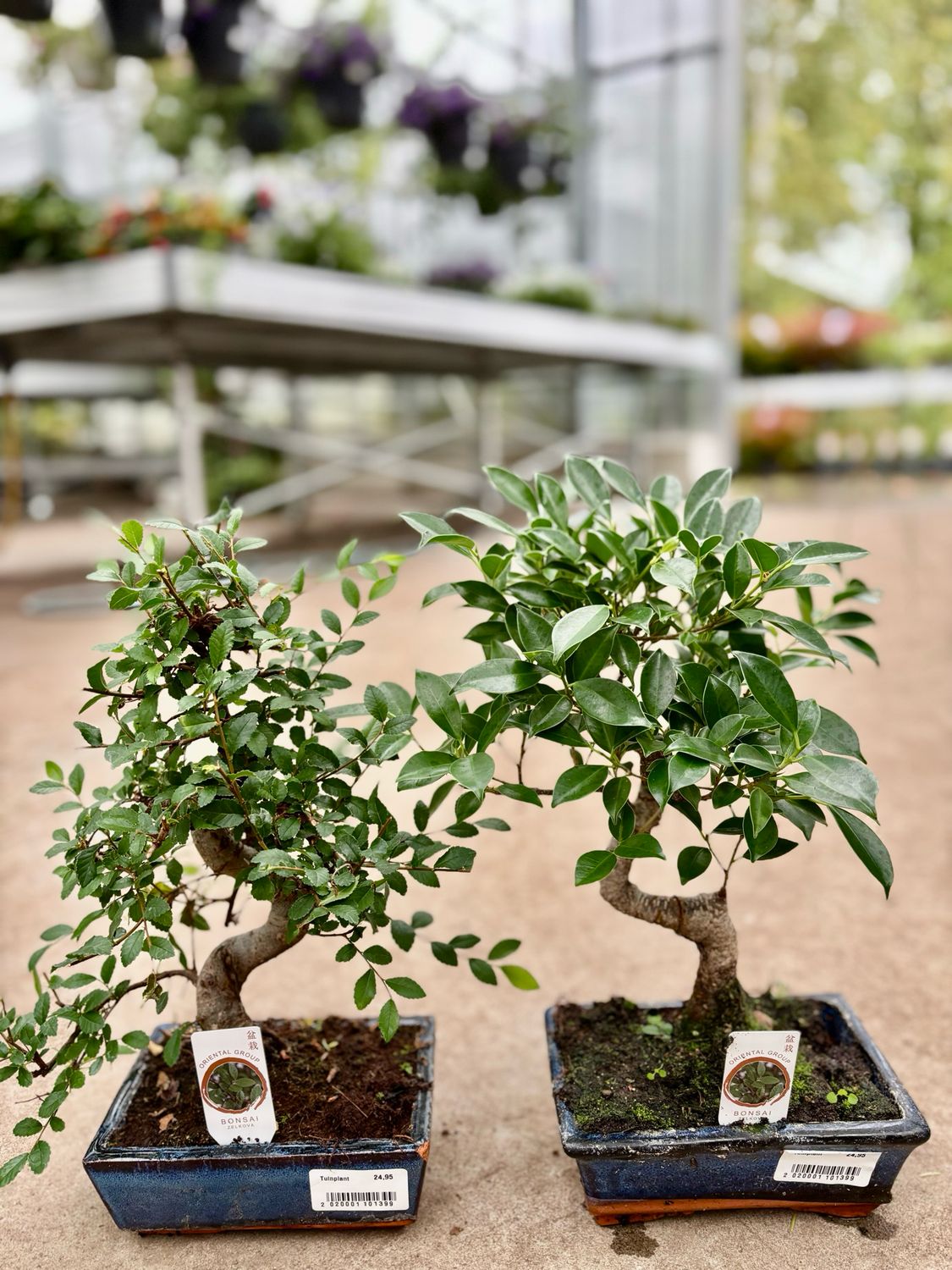 Bonsai OP=OP