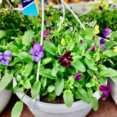 Violen Hangpot (viooltjes hangend) OP=OP