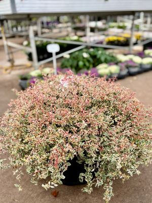 Abelia grandiflora (Abelia bond blad ) OP=OP