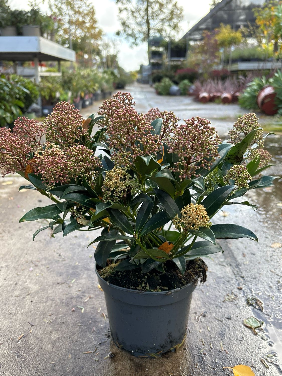 Skimmia japonica. ‘Codrie’s Dwarf’ (Skimmia) OP=OP