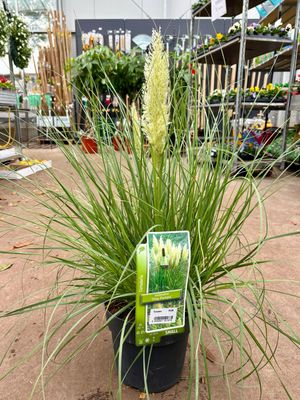 Cortaderia Selloana ‘Tiny Pampa’ (Pampasgras klein blijvend)
