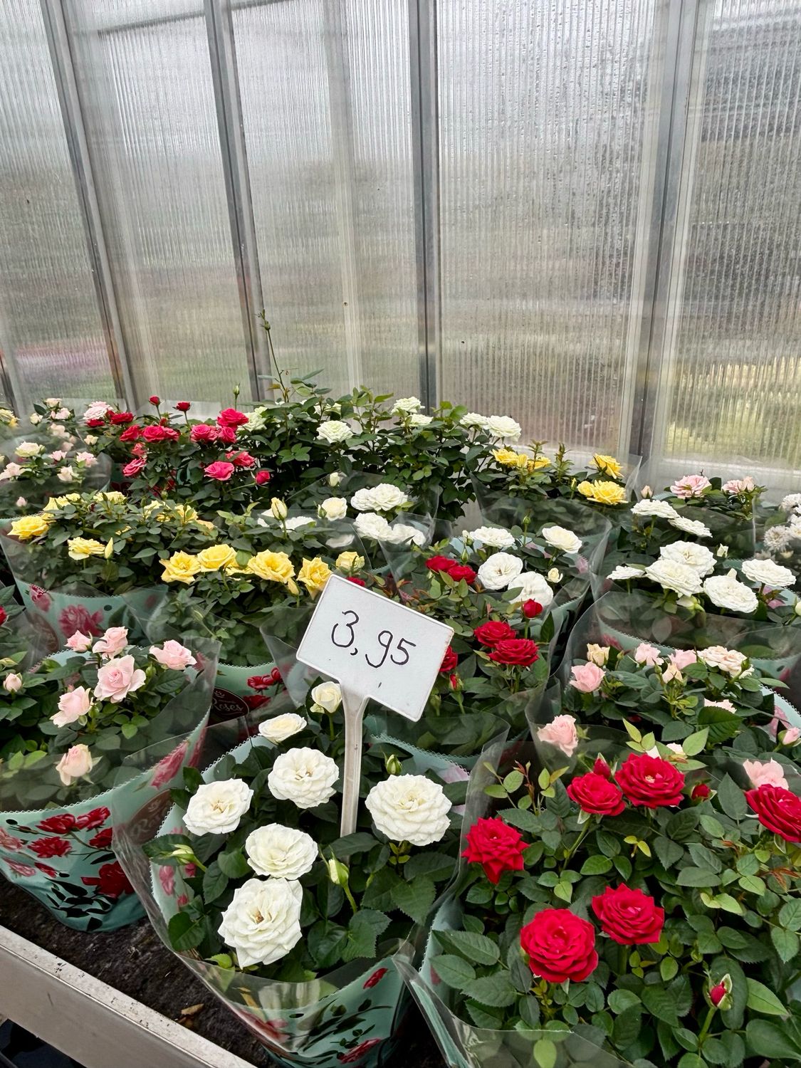 Roos in pot (Roozen/Roosjes/Roos)OP=OP