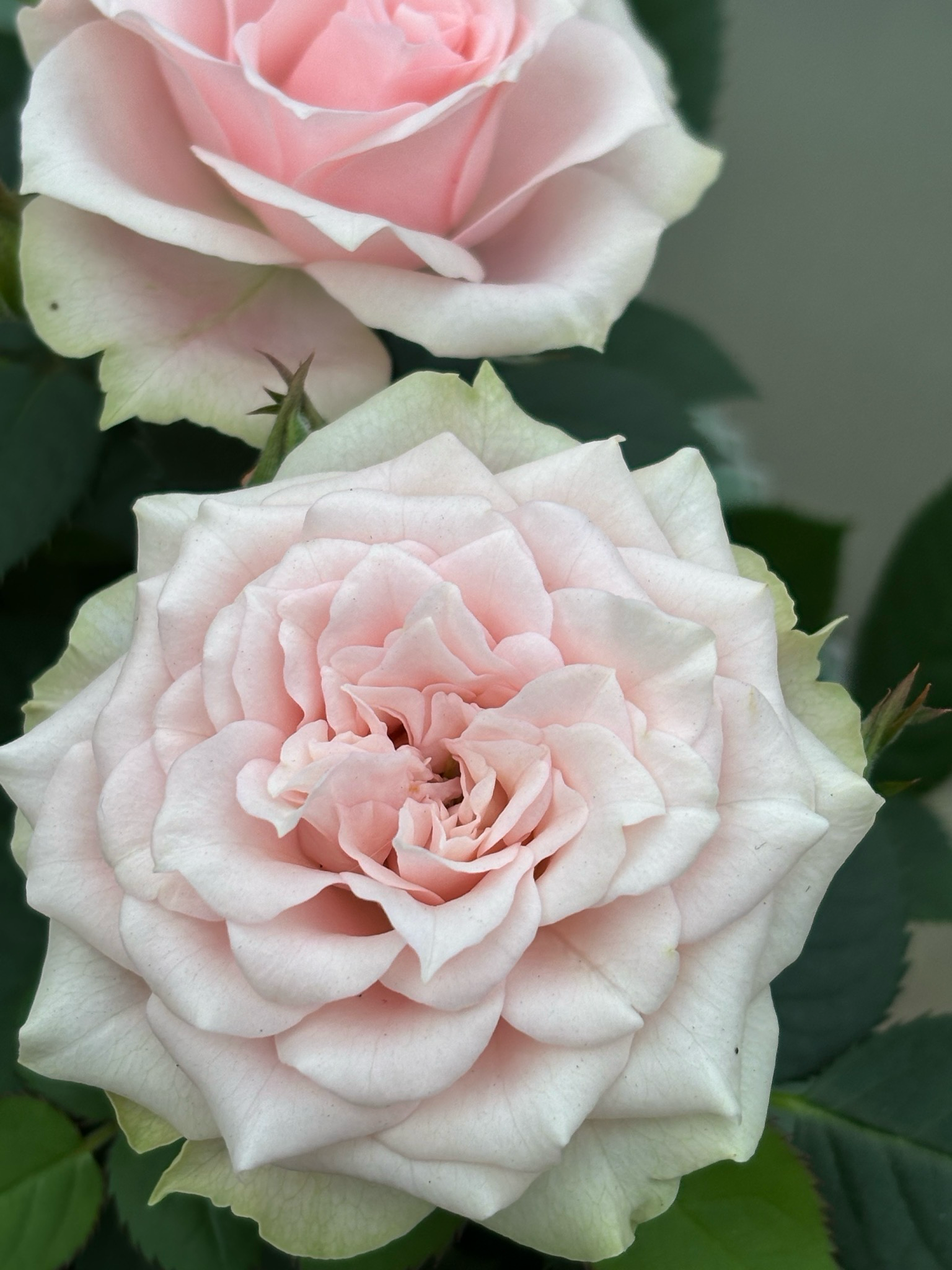 Roos in pot (Roozen/Roosjes/Roos)OP=OP