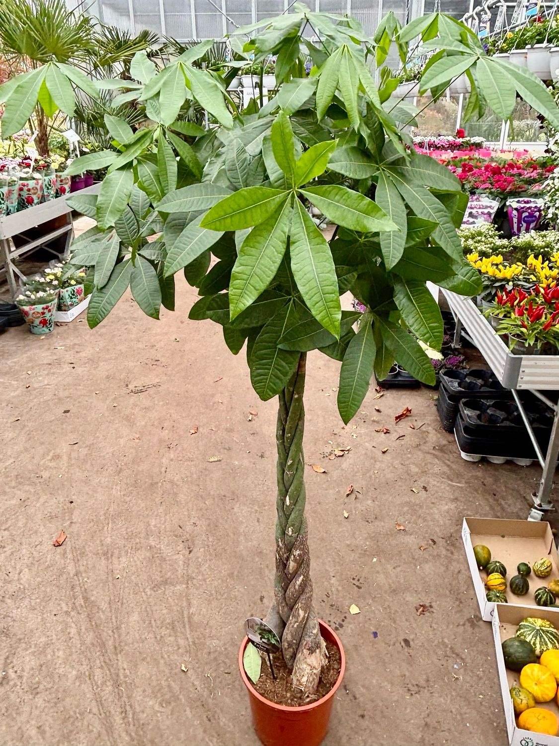 Pachira Aquatica (kamerplant) OP=OP
