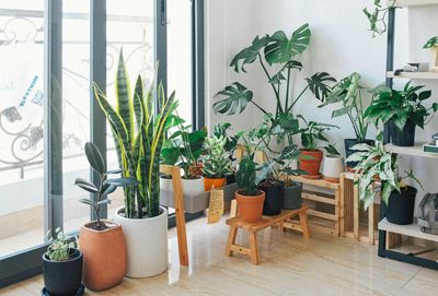 Kamerplanten (Let op Klein assortiment)
