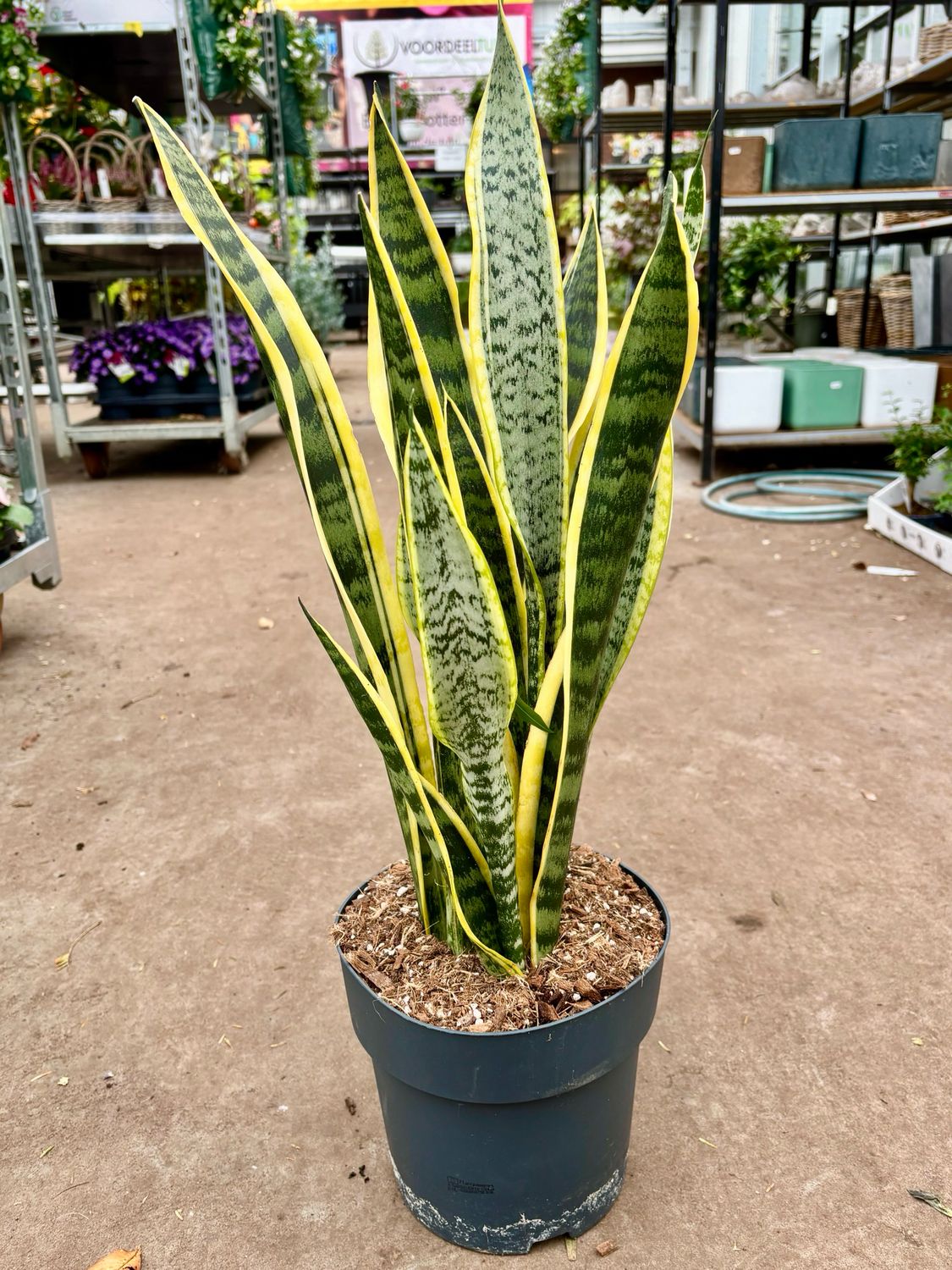 Sanseveria (Kamerplant)
