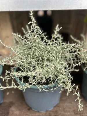 Kerrieplant (Helichrysum) OP=OP