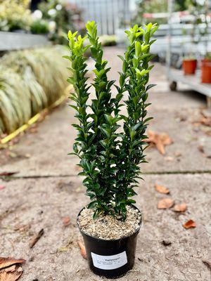 Euonymus japonicus ‘Green Spire’ (Kardinaalsmuts) OP=OP