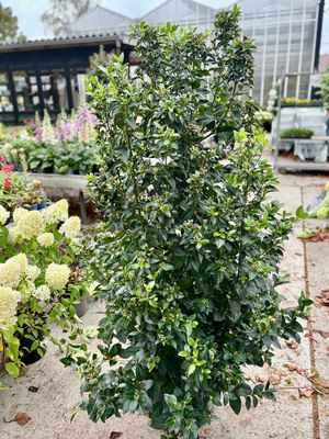 Viburnum tinus (Sneeuwbal) OP=OP