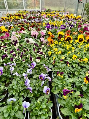 Violen (Viool) trays 12 stuks OP=OP