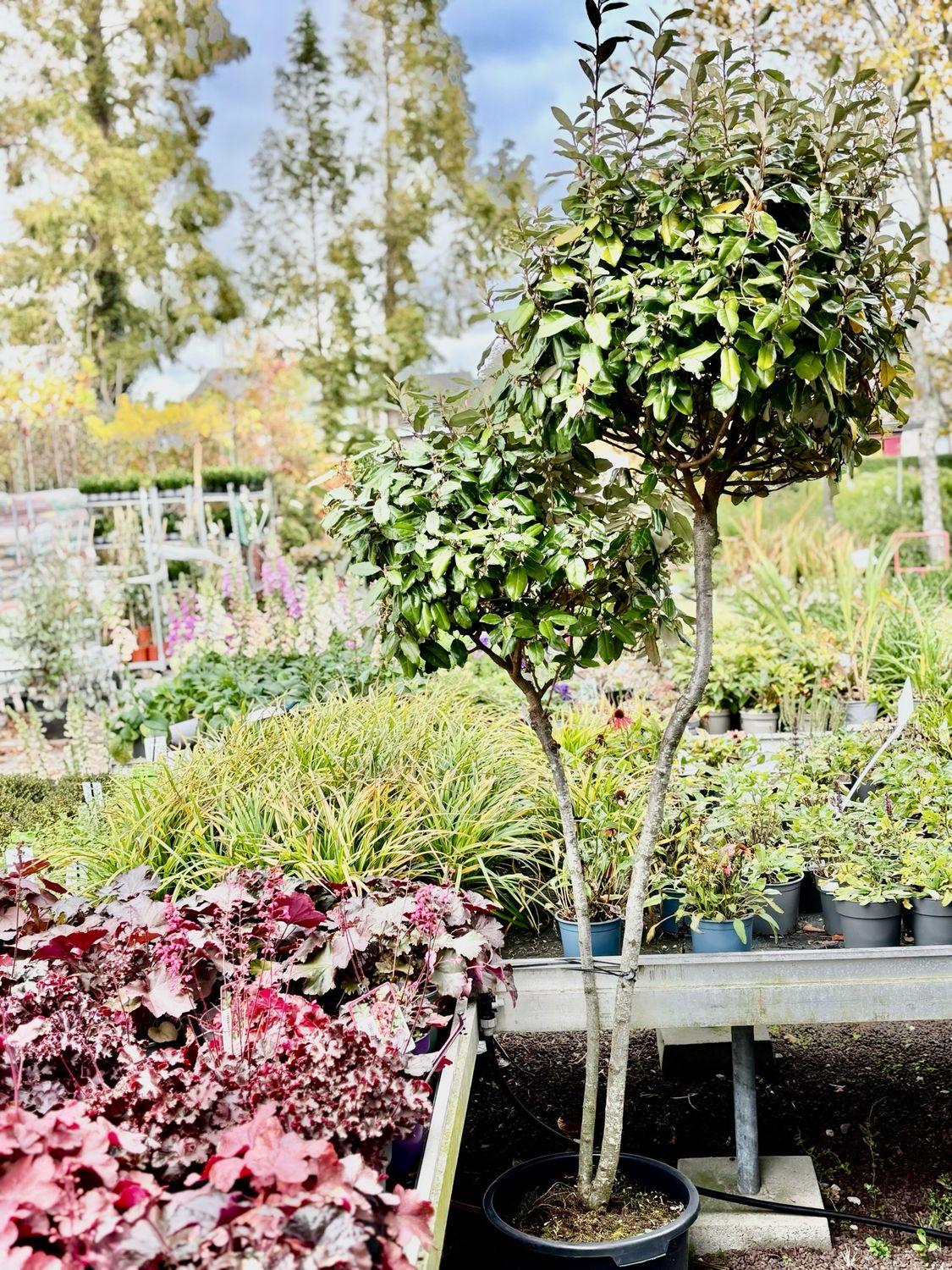 Elaeagnus (Olijfwilg)  op stam dubbel OP=OP