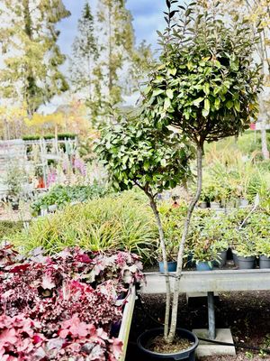 Elaeagnus (Olijfwilg)  op stam dubbel OP=OP