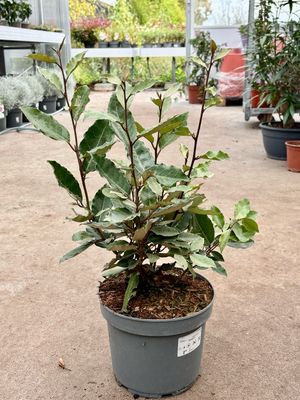 Elaeagnus (Olijfwilg) OP=OP