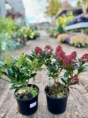 Skimmia japonica (Skimmia Rood/Wit OP=OP