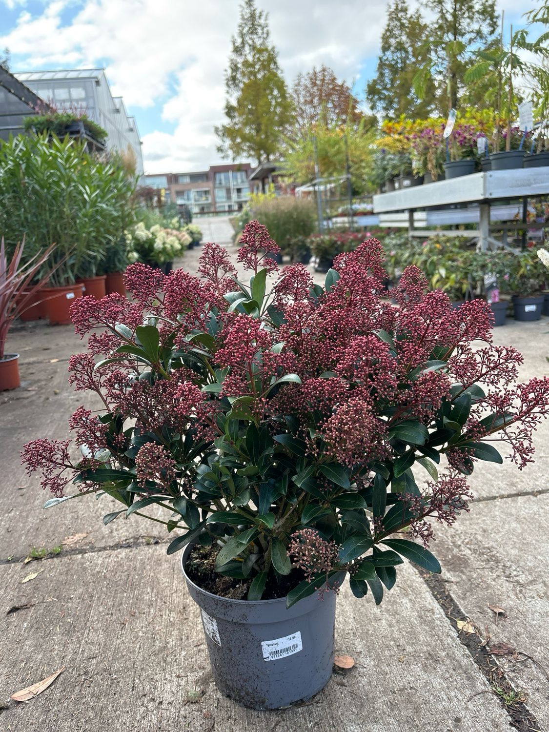 Skimmia (Skimmia) OP=OP