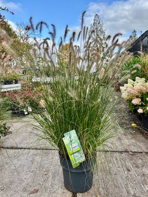Pennisetum Alopecuroides 'Hameln' (Lampenpoetsersgras) OP=OP