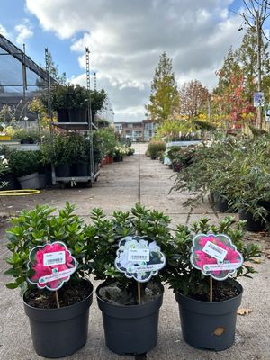 Rhododendron obtusum White Pearl/Rosa/Rot (Kleinblijvende Rhododendron) OP=OP