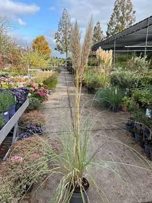 Cortaderia Selloana Pumila  (Pampasgras)  OP=OP