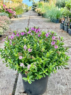 Hebe Paars (Struikveronica) OP=OP