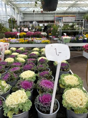 Sierkool (Brassica) OP=OP