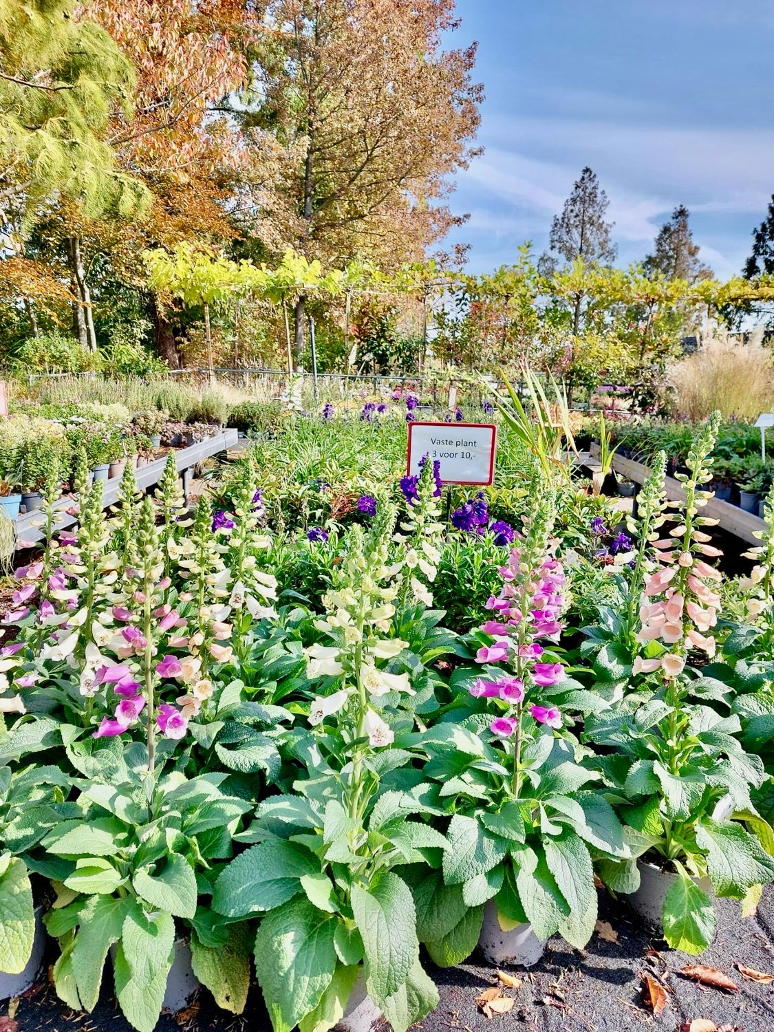 Digitalis purpurea (Vingerhoedskruid) 3 voor €10 OP=OP