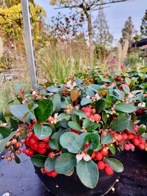 Gaultheria (Bergthee) OP=OP