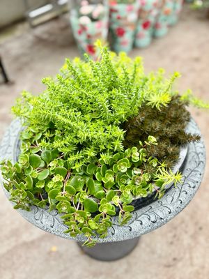 Rotsplant (Sedum) schaal OP=OP