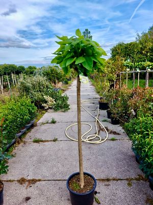 Catalpa bignonioides 'Nana' (Boltrompetboom) OP=OP