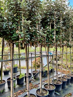Elaeagnus ‘Compacta’  (Olijfwilg) leiboom