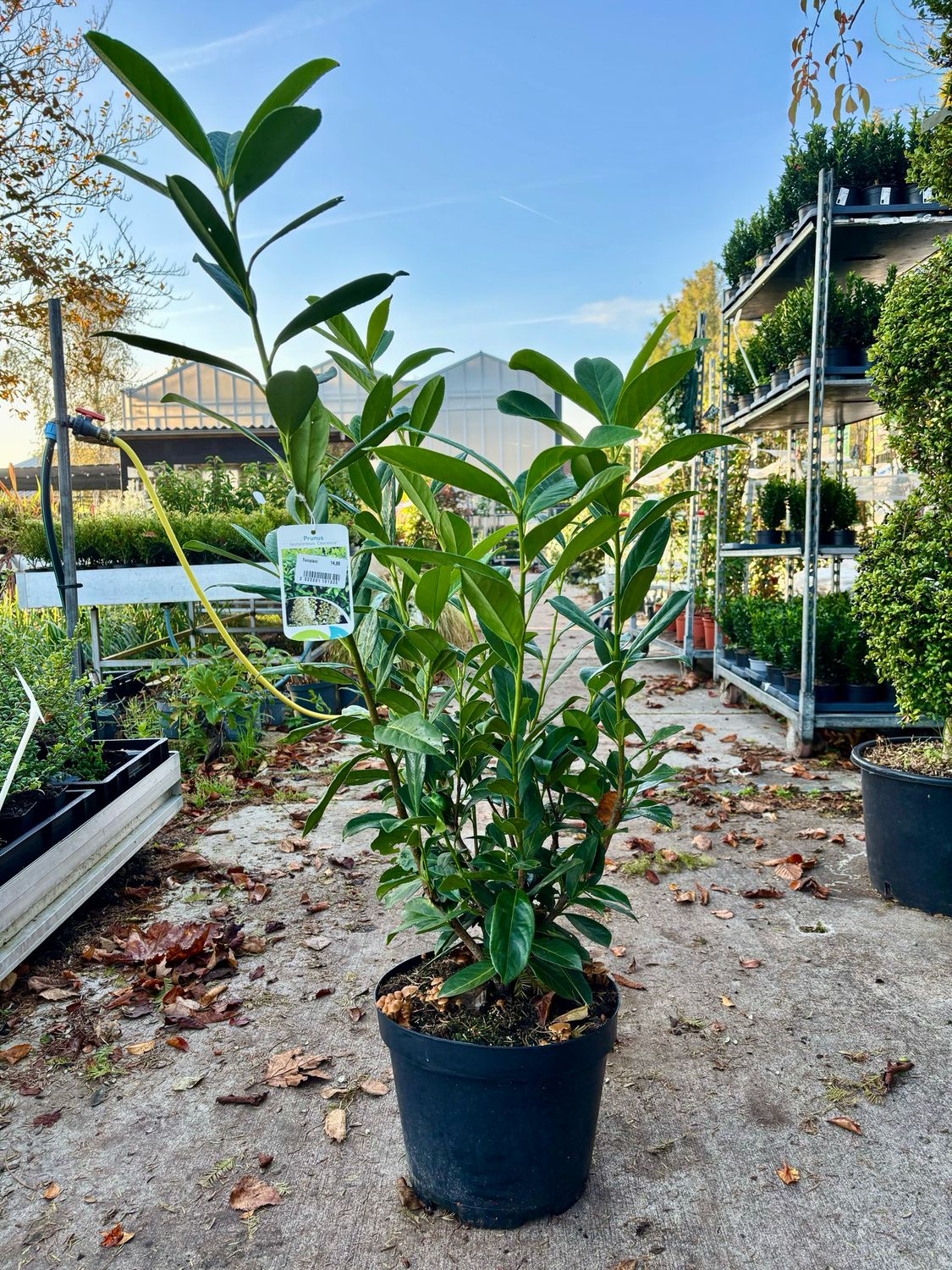 Prunus laurocerasus 'Rotundifolia' (Laurier Rotundifolia) OP=OP