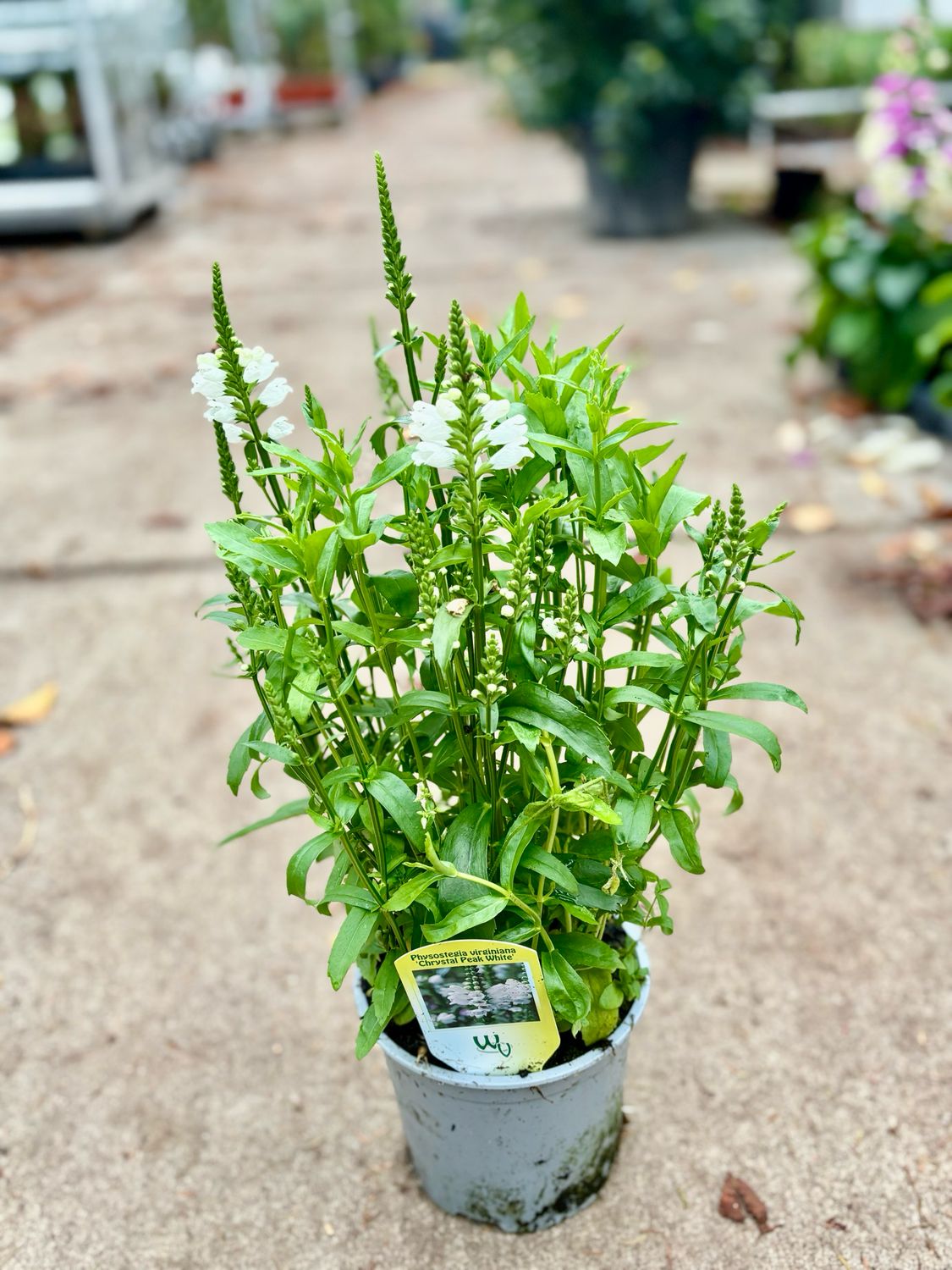 Physostegia virginiana 'Crystal Peak White' (Scharnierbloem) 3 voor €10 OP=OP