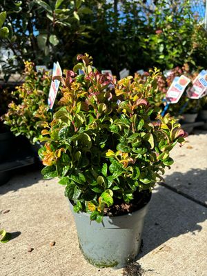 Leucothoe Curly Red (Druifheide) OP=OP