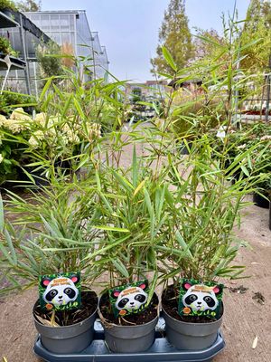 Fargesia robusta ‘Campbell’ (Bamboe) OP=OP