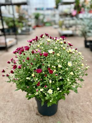 Bolchrysant 3 voor €10 OP=OP