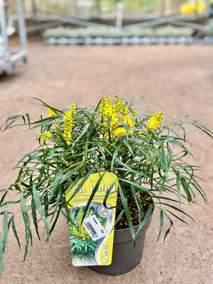 Mahonia eurybracteata 'Soft Caress' (Mahoniestruik) OP=OP