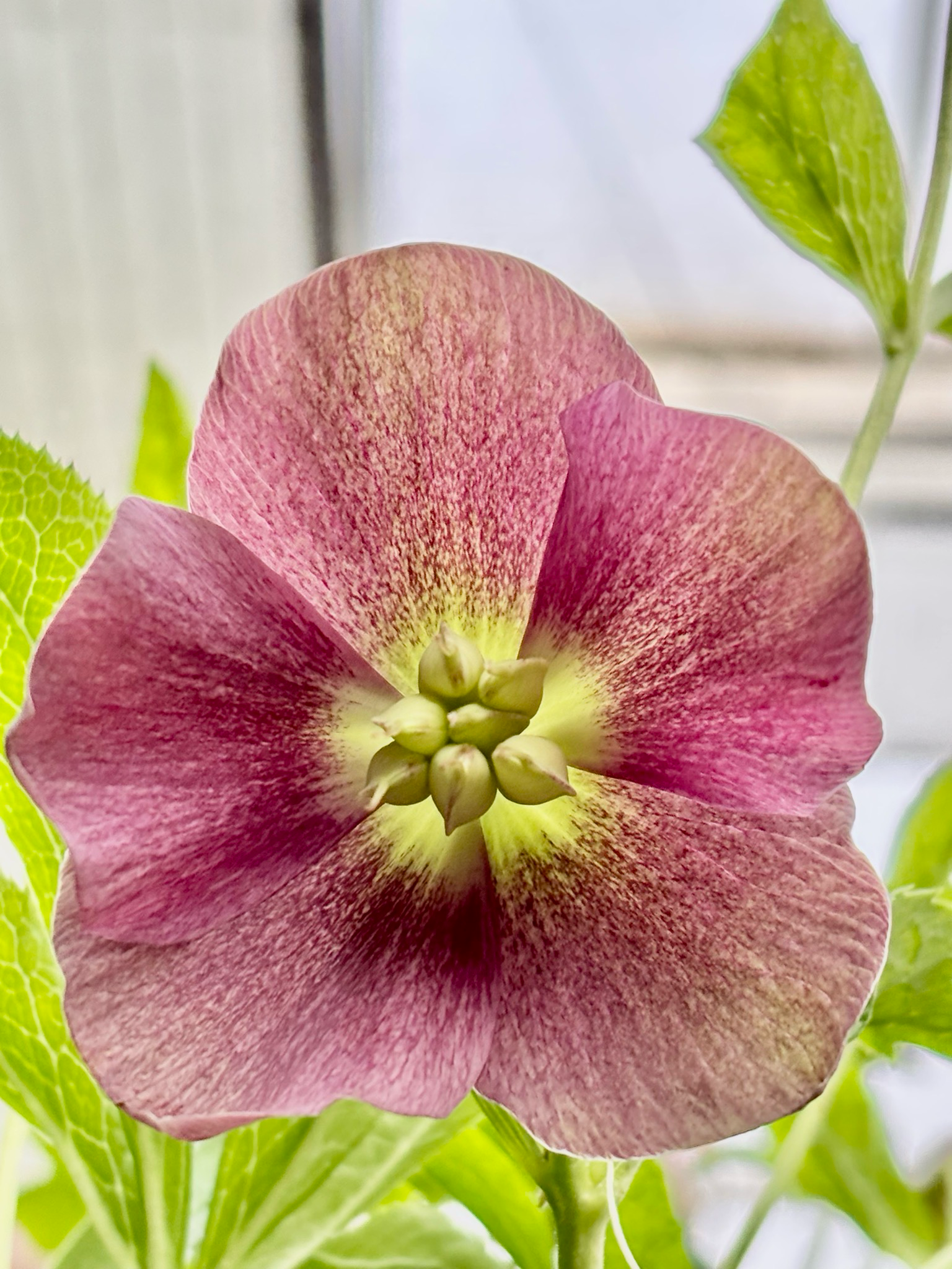 Helleborus  Hello Pink (Kerstroos)