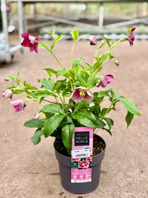 Helleborus  Hello Pink (Kerstroos)